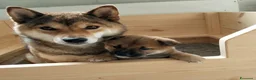 Shiba Inu cani in vendita: Cucciolo Shiba Inu  - Annuncio 1
