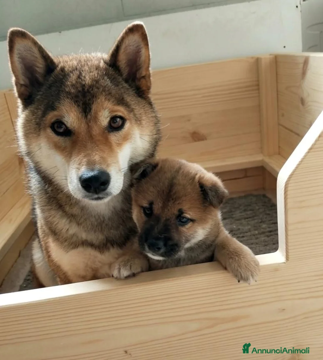 Shiba Inu cani in vendita: Cucciolo Shiba Inu  - Annuncio 1