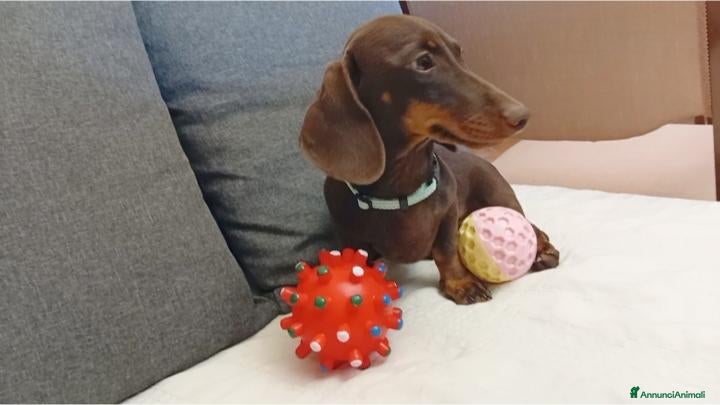 Bassotto cani Bassotto maschio N/PC con Pedigree Enci.  - Annuncio 2