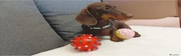 Bassotto cani in vendita: Maschietto bassotto con Pedigree Enci.  - Annuncio 4