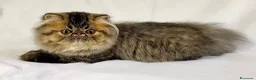 Exotic Shorthair gatti in vendita: Cucciola di exotic shorthair di alta genealogia - Annuncio 2