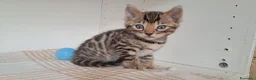 Bengala gatti in vendita: Cuccioli bengala con pedegree a Città Metropolitana di Torino - Annuncio 5