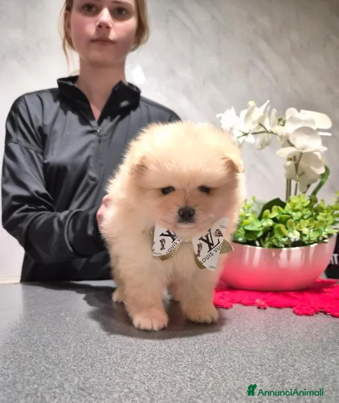 Volpino Pomerania cani in vendita: Cuccioli di Pomerania - Annuncio 2