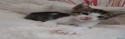 Meticcio gatti in regalo: Tre simpatiche canaglie ❤️ - Annuncio 9