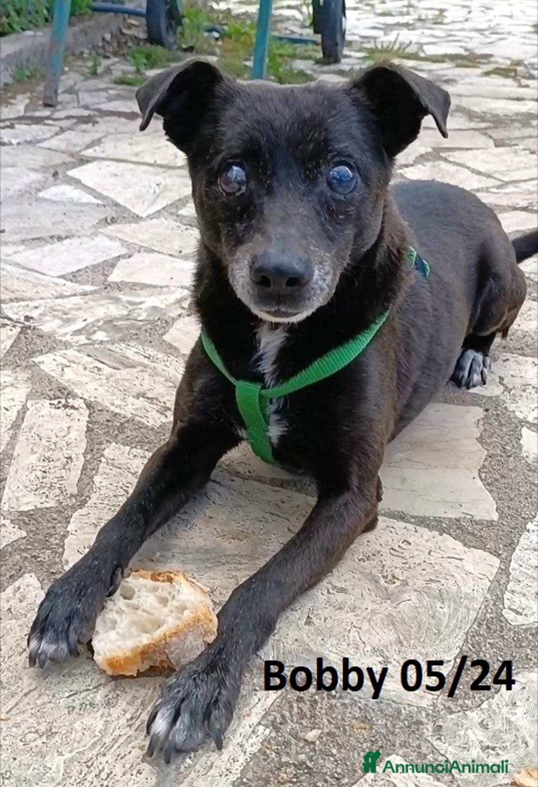 Meticcio cani in regalo: Bobby super adozione del ❤️ - Annuncio 8