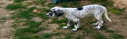 Setter Inglese cani in vendita: Cuccioli Setter Inglese a Città metropolitana di Roma Capitale - Annuncio 3