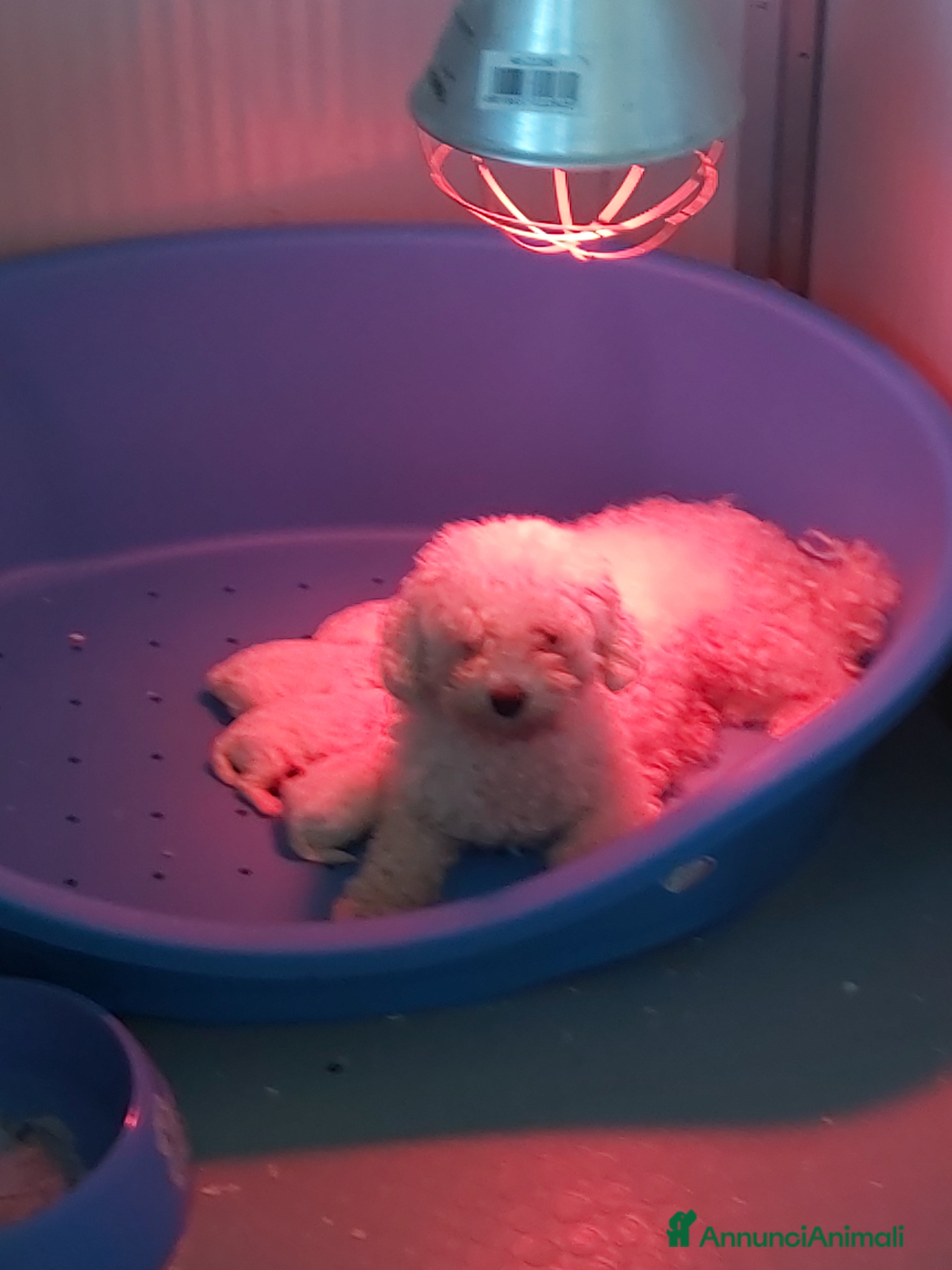 Bichon cani Cucciolate bichon à pòil frisé a Magenta - Annuncio 3