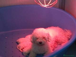 Bichon cani Cucciolate bichon à pòil frisé a Magenta - Annuncio 3