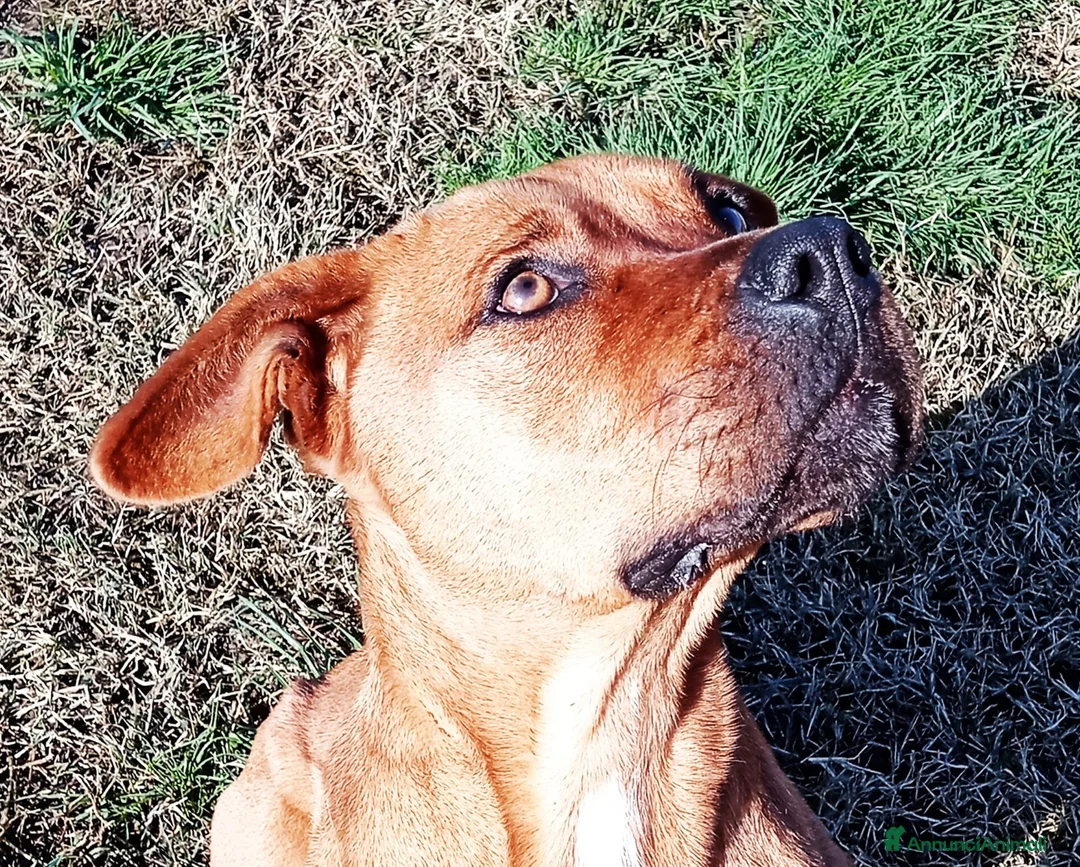 Altre razze cani in regalo: LAYLa, occhi profondi e tristi a Provincia di Latina - Annuncio 18