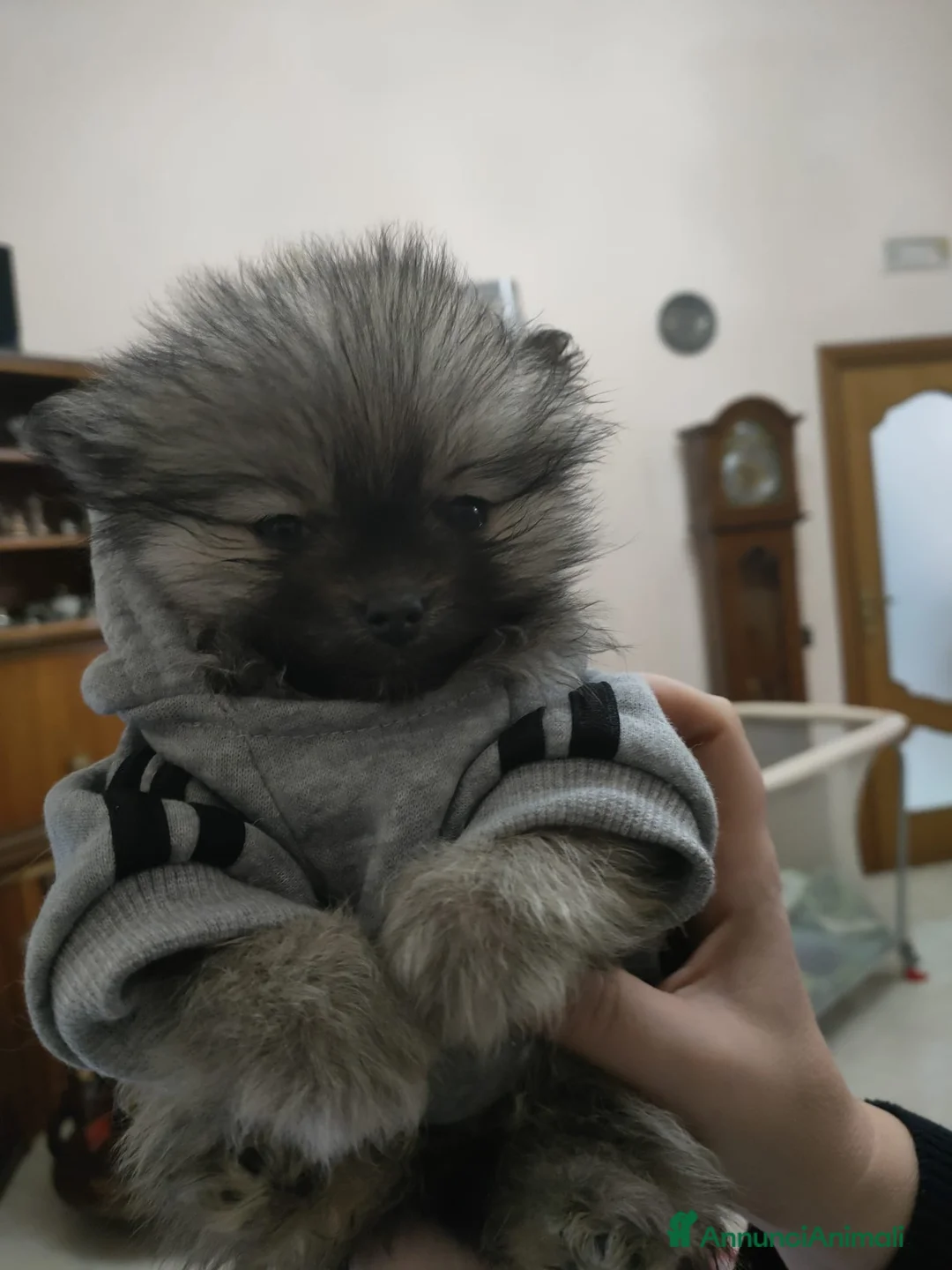 Volpino Pomerania cani in vendita: POMERANIA  - Annuncio 6