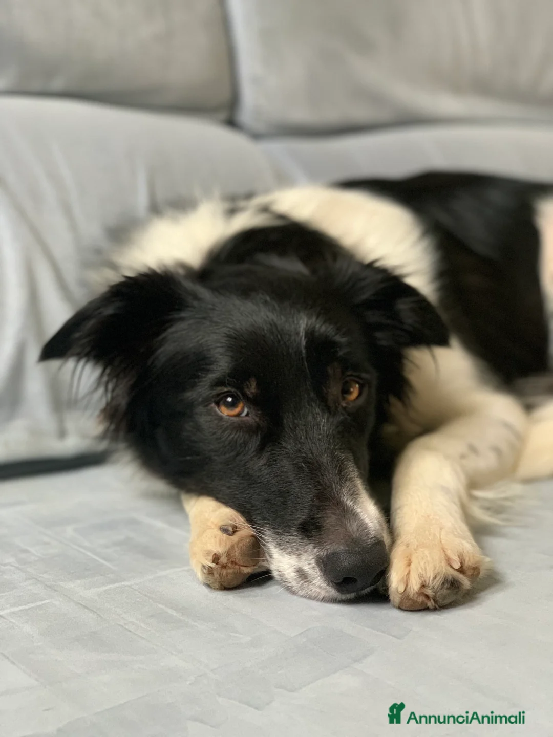 Border Collie cani per accoppiamento: Yuma cerca un fidanzato - Annuncio 7