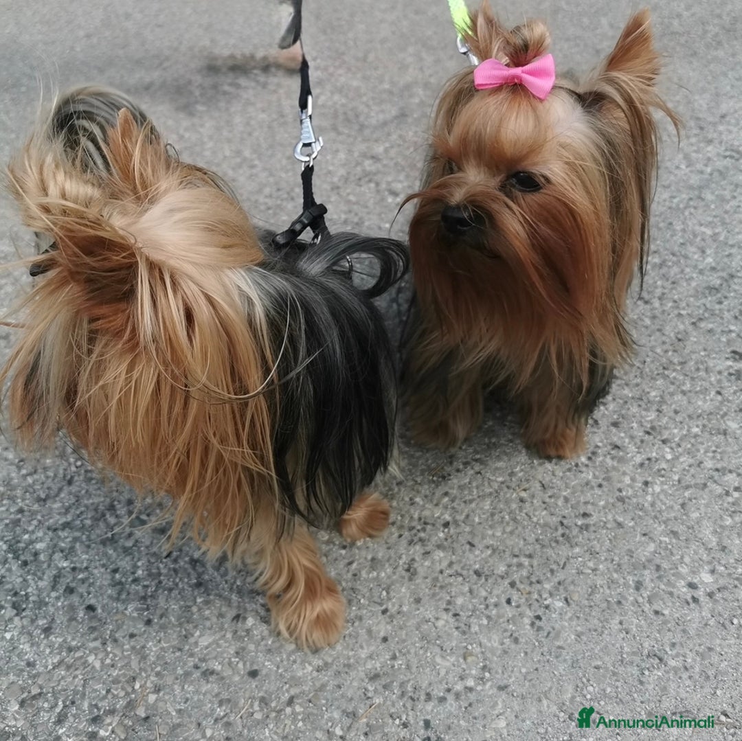 Yorkshire cani in vendita: Yorkshire – Cucciolata Casalinga con Pedigree  - Annuncio 6