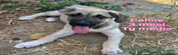 Meticcio cani in regalo: TANTI CUCCIOLI SOLI  a Provincia di Vicenza - Annuncio 10