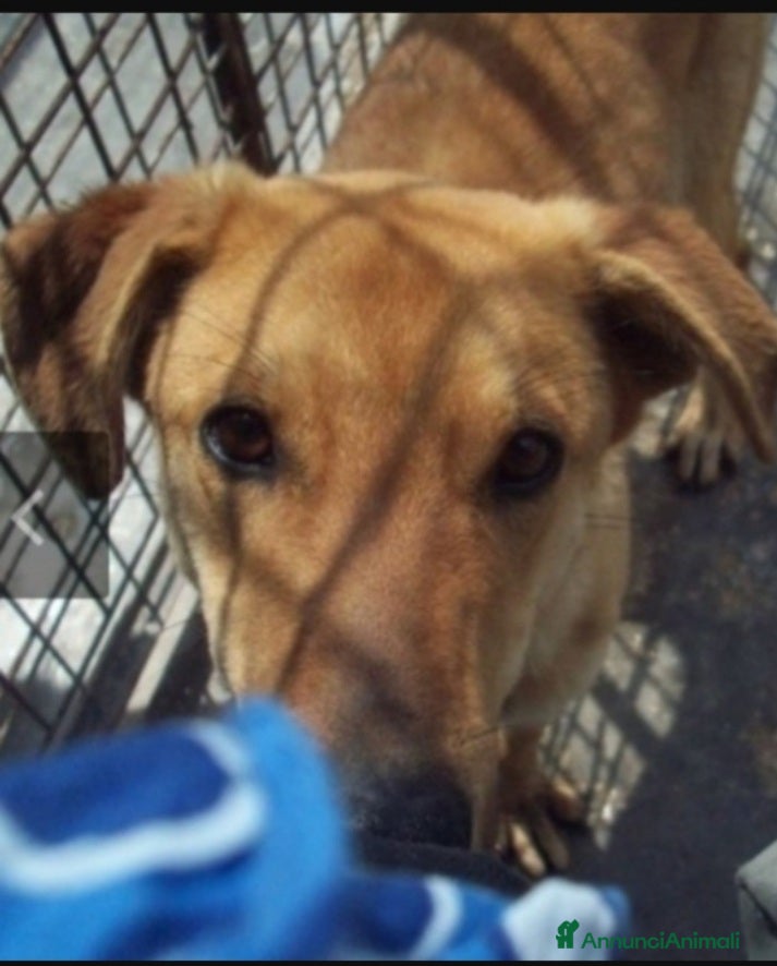 Meticcio cani Bryan giovane portato in canile 1anima in pena.SUD a Città metropolitana di Milano - Annuncio 42