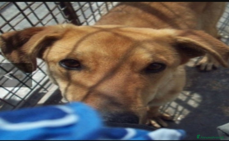 Meticcio cani a Città metropolitana di Milano - Annuncio 11