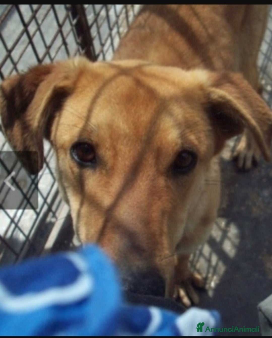 Meticcio cani in regalo: Bryan giovane portato in canile 1anima in pena.SUD a Città metropolitana di Milano - Annuncio 1