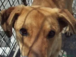 Meticcio cani Bryan giovane portato in canile 1anima in pena.SUD a Città metropolitana di Milano - Annuncio 4