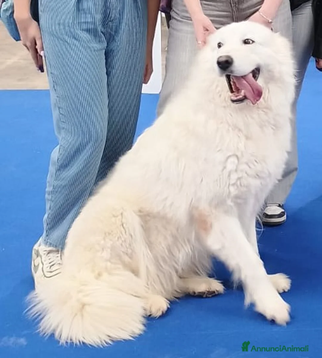 Pastore Maremmano cani in vendita: Cuccioli Pastore Abruzzese Maremmano  - Annuncio 7