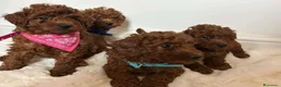 Barboncino Toy cani in vendita: Barboncini Toy Rossi - Annuncio 1