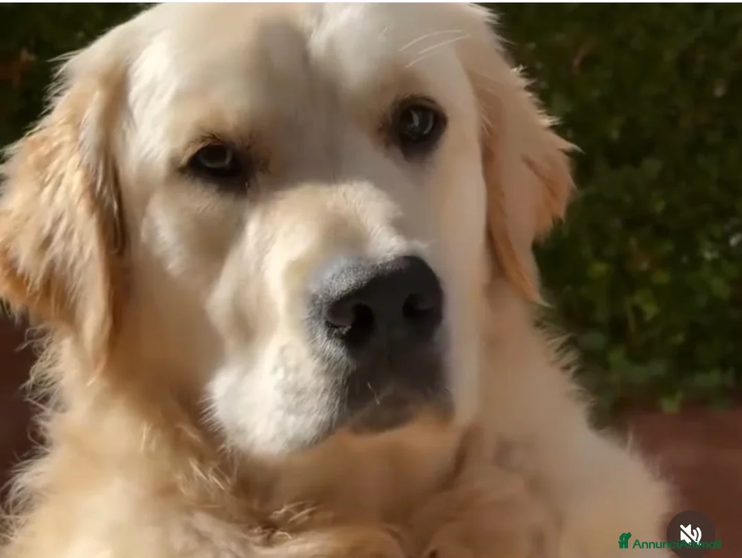 Golden Retriever cani per accoppiamento: Golden retriver maschio linea inglese  a Libero consorzio comunale di Siracusa - Annuncio 3