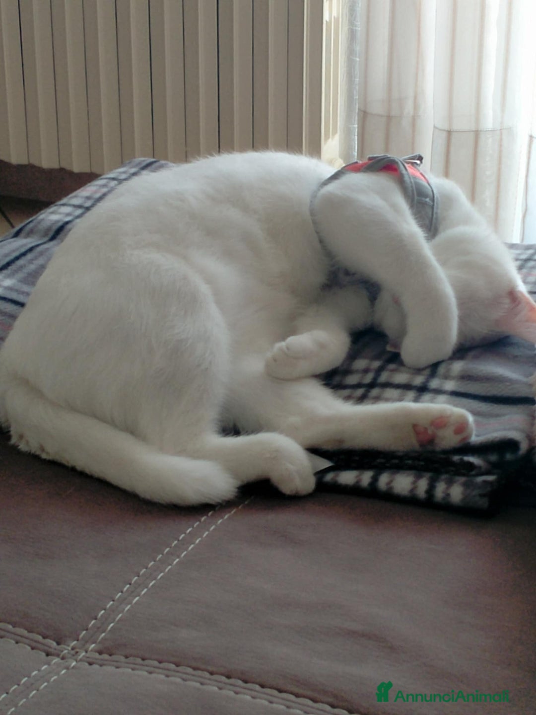 Altre razze gatti in regalo: Brescia (Bettole) - Annuncio 4