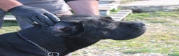 Cane Corso cani in vendita: Splendidi cuccioli di cane corso - Annuncio 2