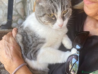 Europeo gatti LICIA, dolce gatta in adozione! - Annuncio 6