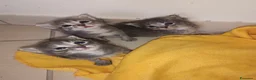 Certosino gatti in vendita: Gattini Svezzati e abituati alla lettiera  - Annuncio 18