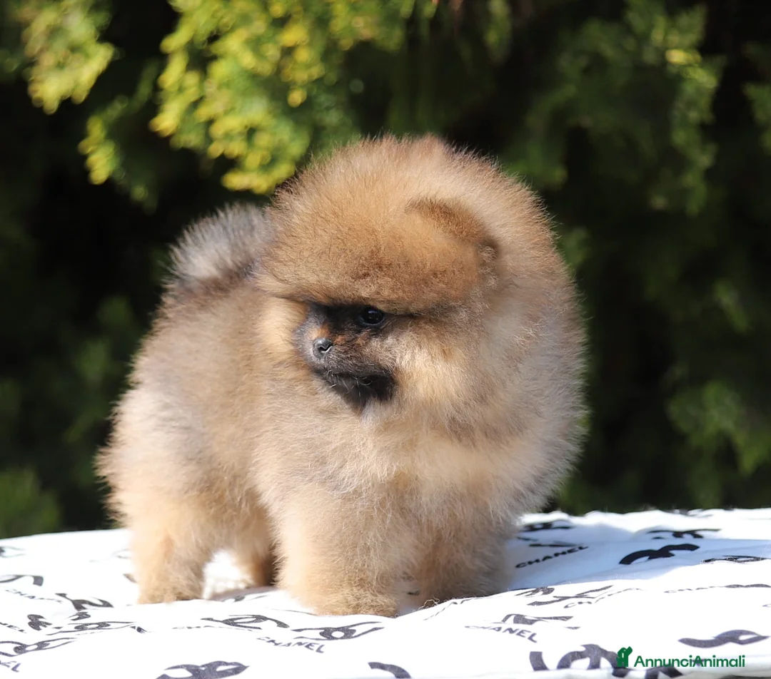 Volpino Pomerania cani in vendita: Femmina Spitz Nano Pomerania - Annuncio 2