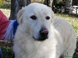 Meticcio cani HERMIONE CINQUE ANNI DI NIENTE - Annuncio 28