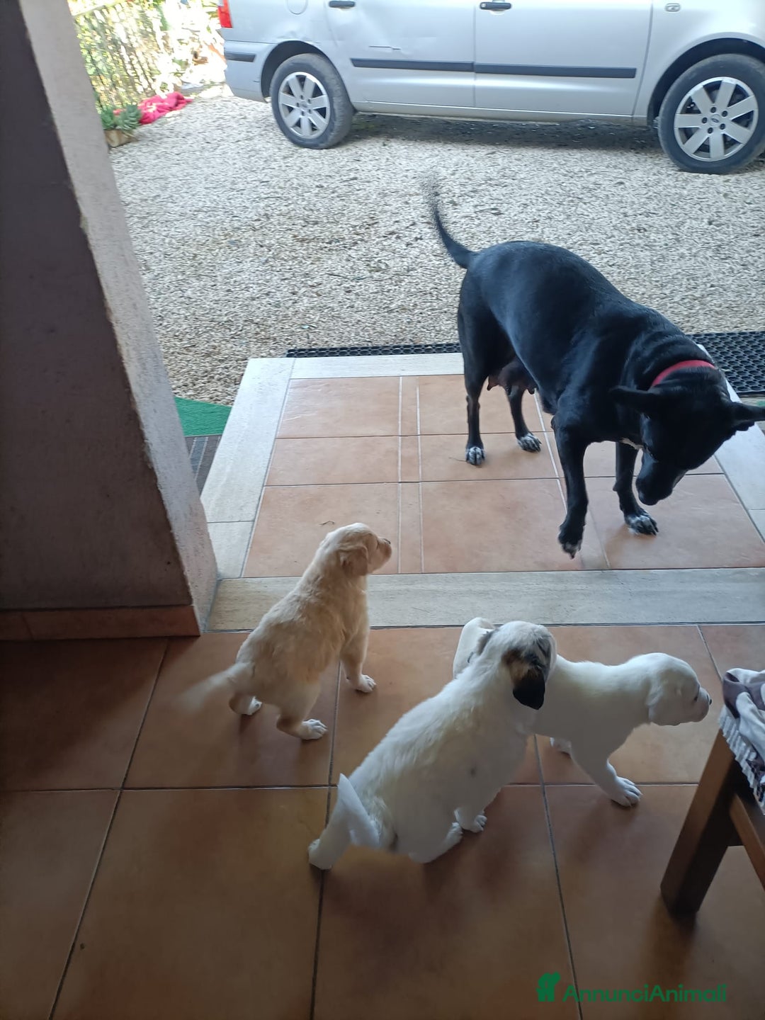 Meticcio cani in regalo: Cuccioli di cane - Annuncio 5