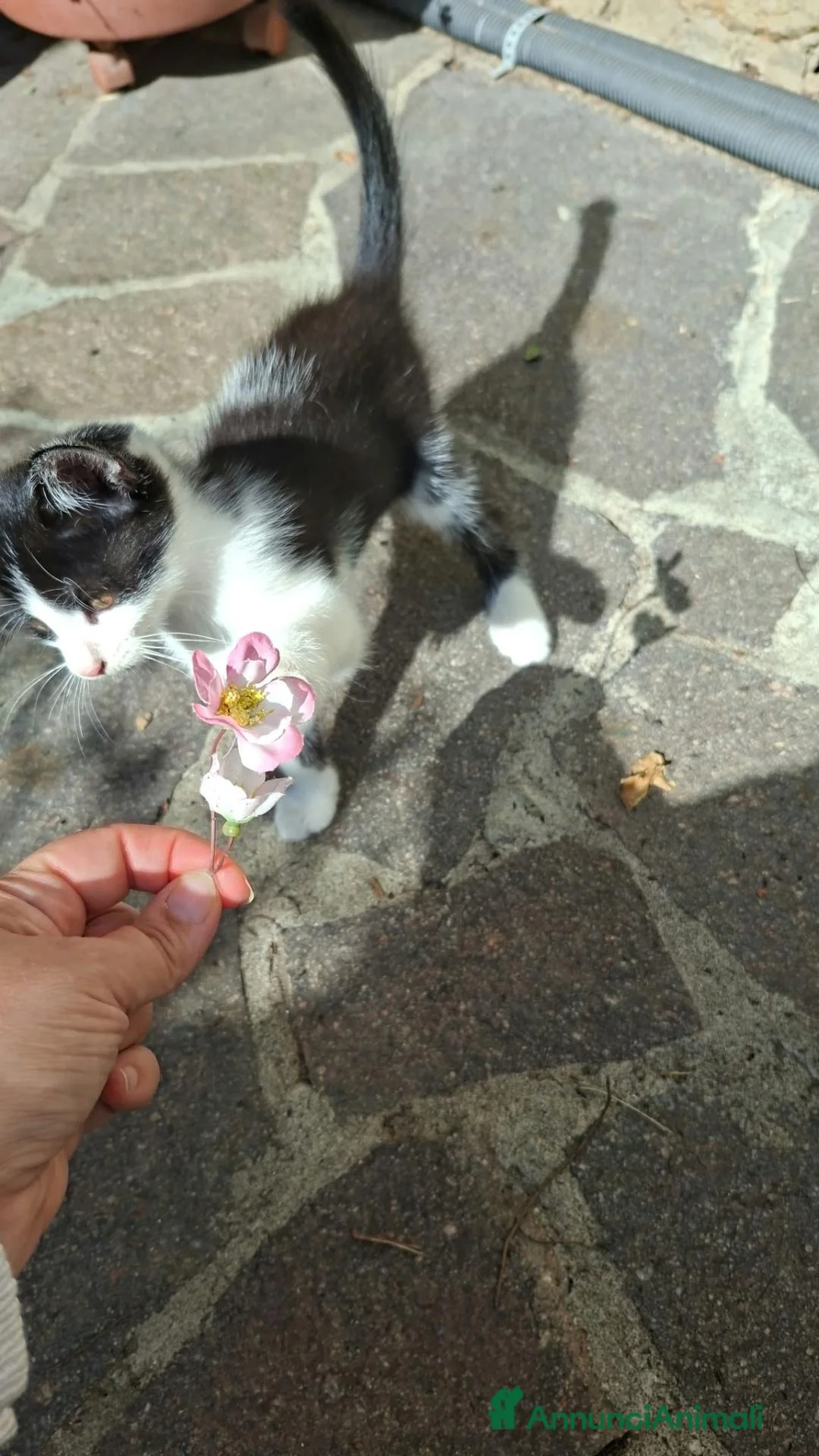 Altre razze gatti in regalo: 2 bellissimi gattini !! - Annuncio 2
