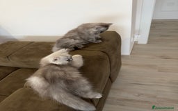 Persiano gatti in vendita: Gattine persiane a Provincia di Brescia - Immagine 15