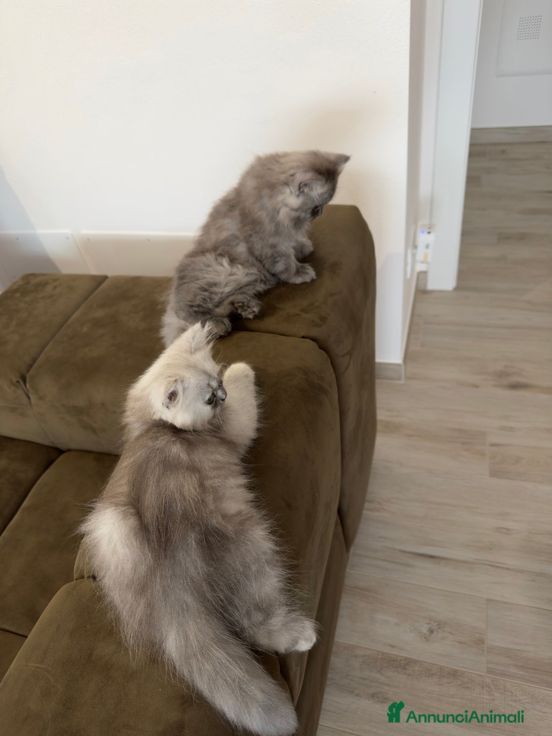 Persiano gatti in vendita: Gattine persiane a Provincia di Brescia - Immagine 15
