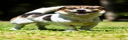 Meticcio cani in regalo: SONO MASTRO LINDO E VI RIEMPIRO' LA CASA DI AMORE - Annuncio 3