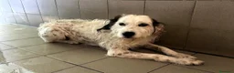 Meticcio cani in regalo: BIANCO TENERO SPINONE - Annuncio 7