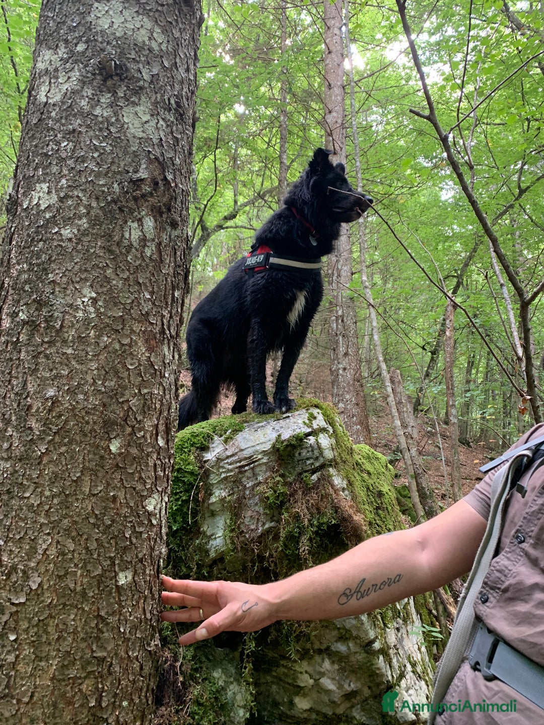 Pastore Belga cani in regalo: Coco incrocio pastore belga cerca casa 🏠  - Annuncio 5