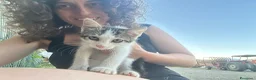 Meticcio gatti in regalo: Regalo micette di 3 mesi a Provincia di Cuneo - Annuncio 7