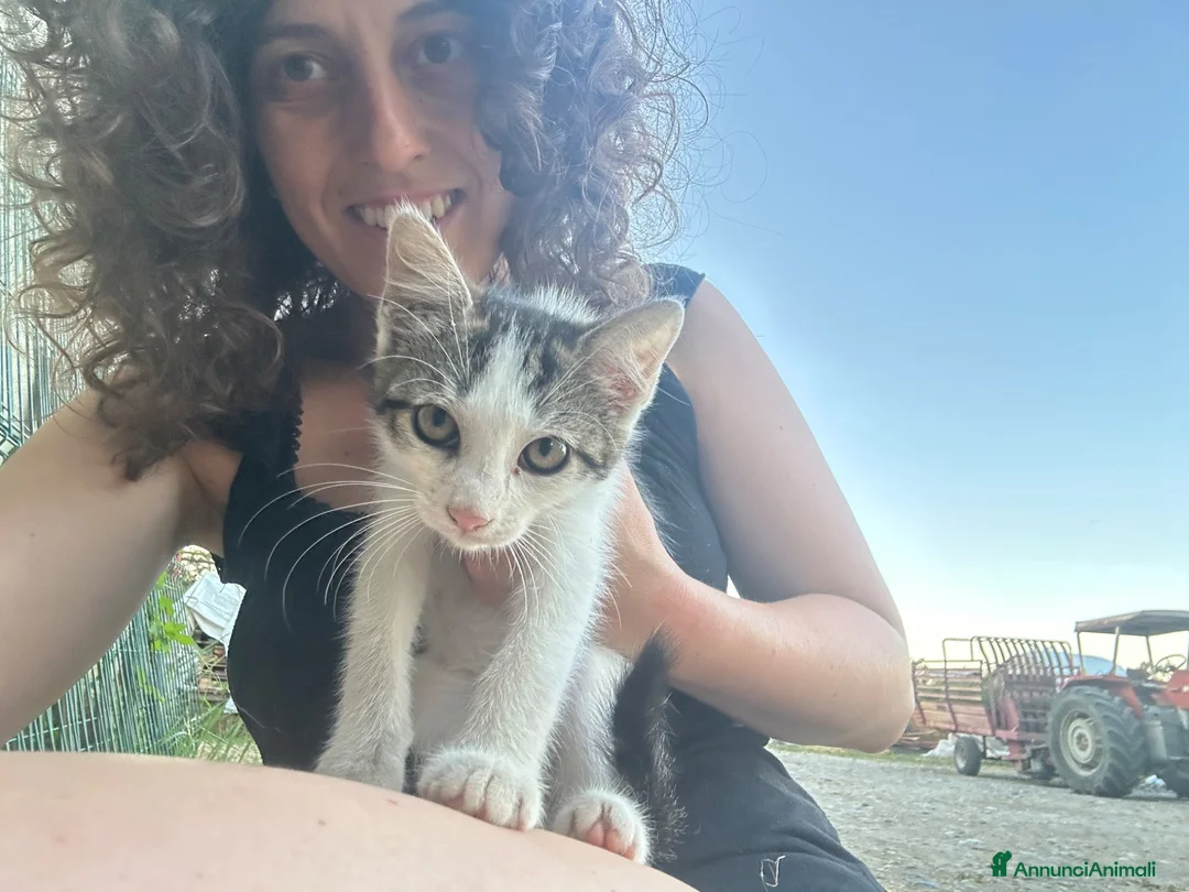 Meticcio gatti in regalo: Regalo micette di 3 mesi a Provincia di Cuneo - Annuncio 7