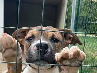 Meticcio cani LA TRISTEZZA DI CHOCO - Annuncio 1