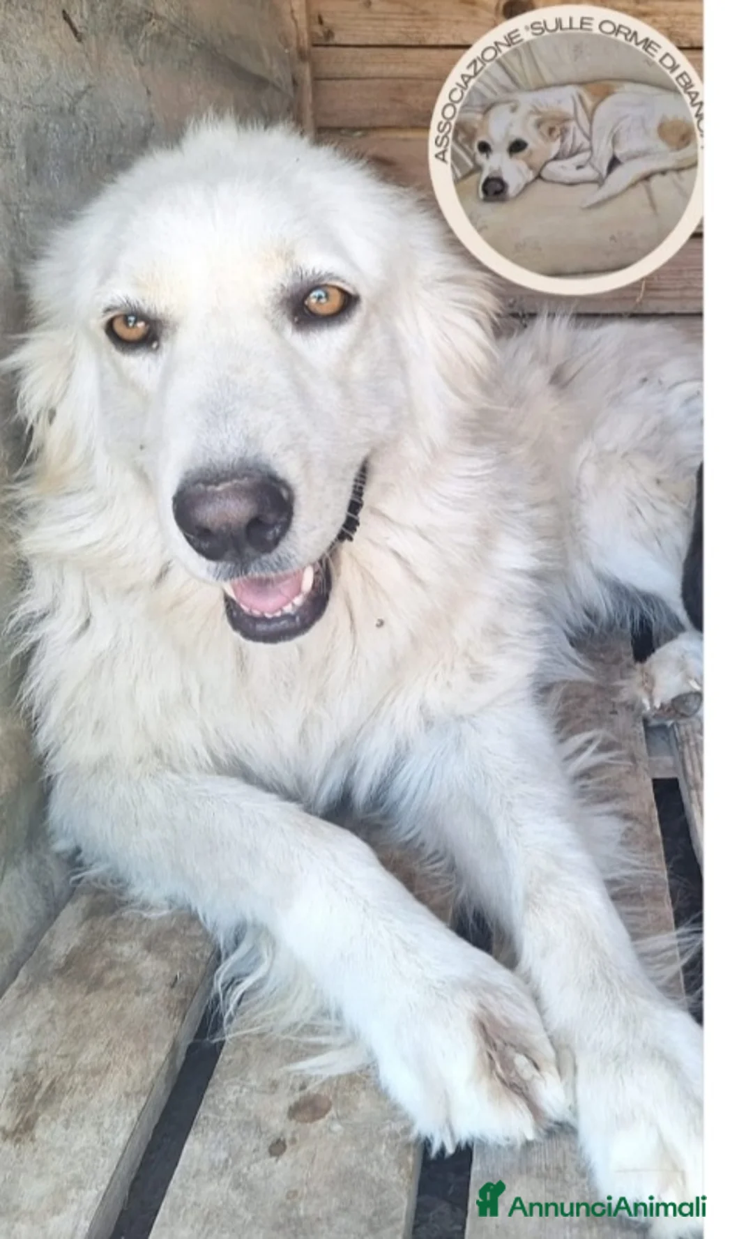 Meticcio cani in regalo: Mix Maremmana 2anni occhi ambra ubbidiente COSENZA - Annuncio 3