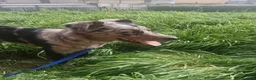 Meticcio cani in regalo: Kaos cerca casa in regalo a Provincia di Cremona - Annuncio 6