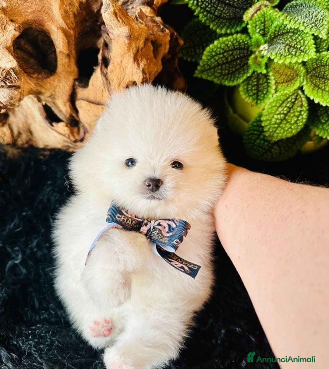 Volpino Pomerania cani in vendita: Cuccioli di Pomerania - Annuncio 11