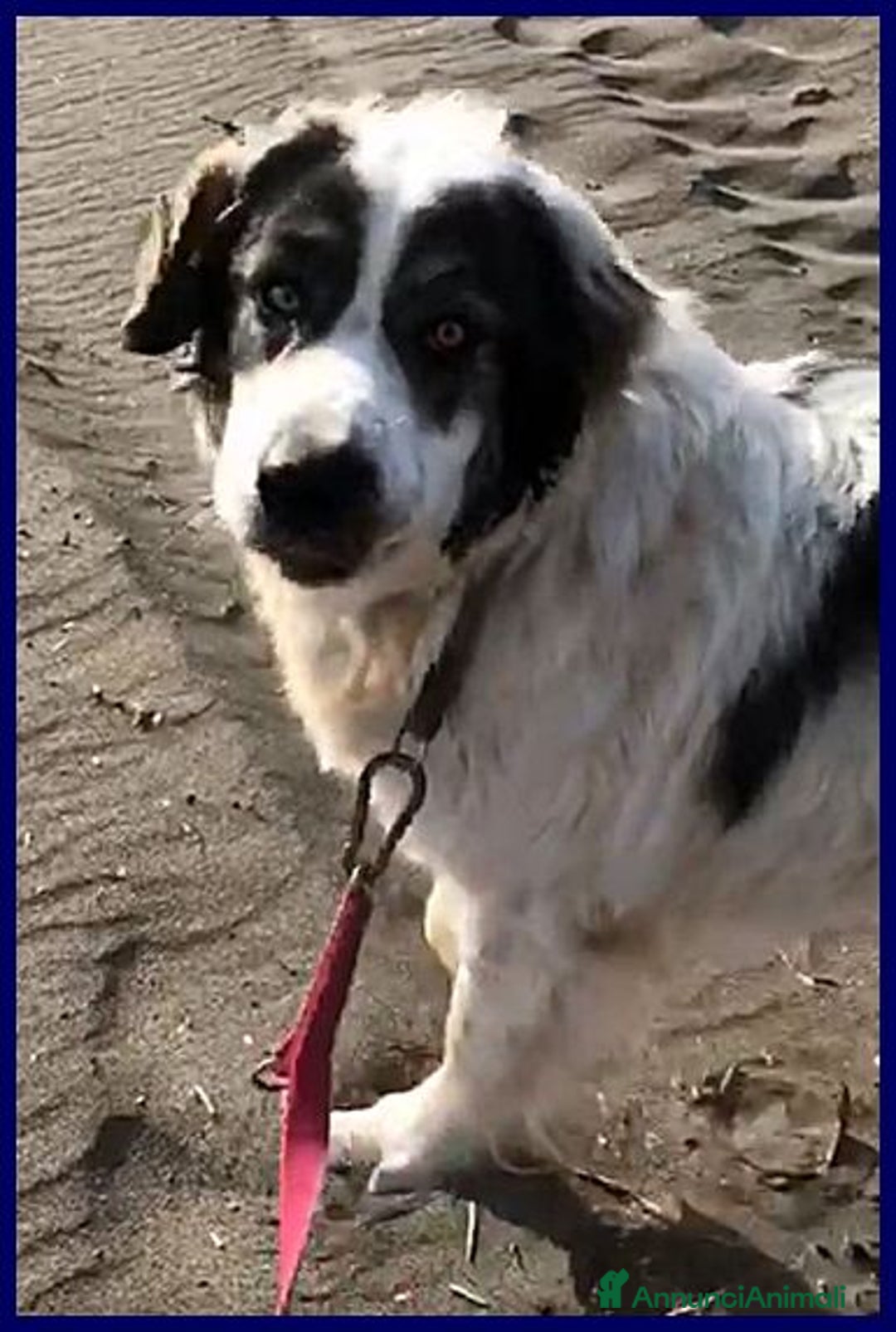 Meticcio cani in regalo: GGG dolcissimo coccolone tg grande - Annuncio 5