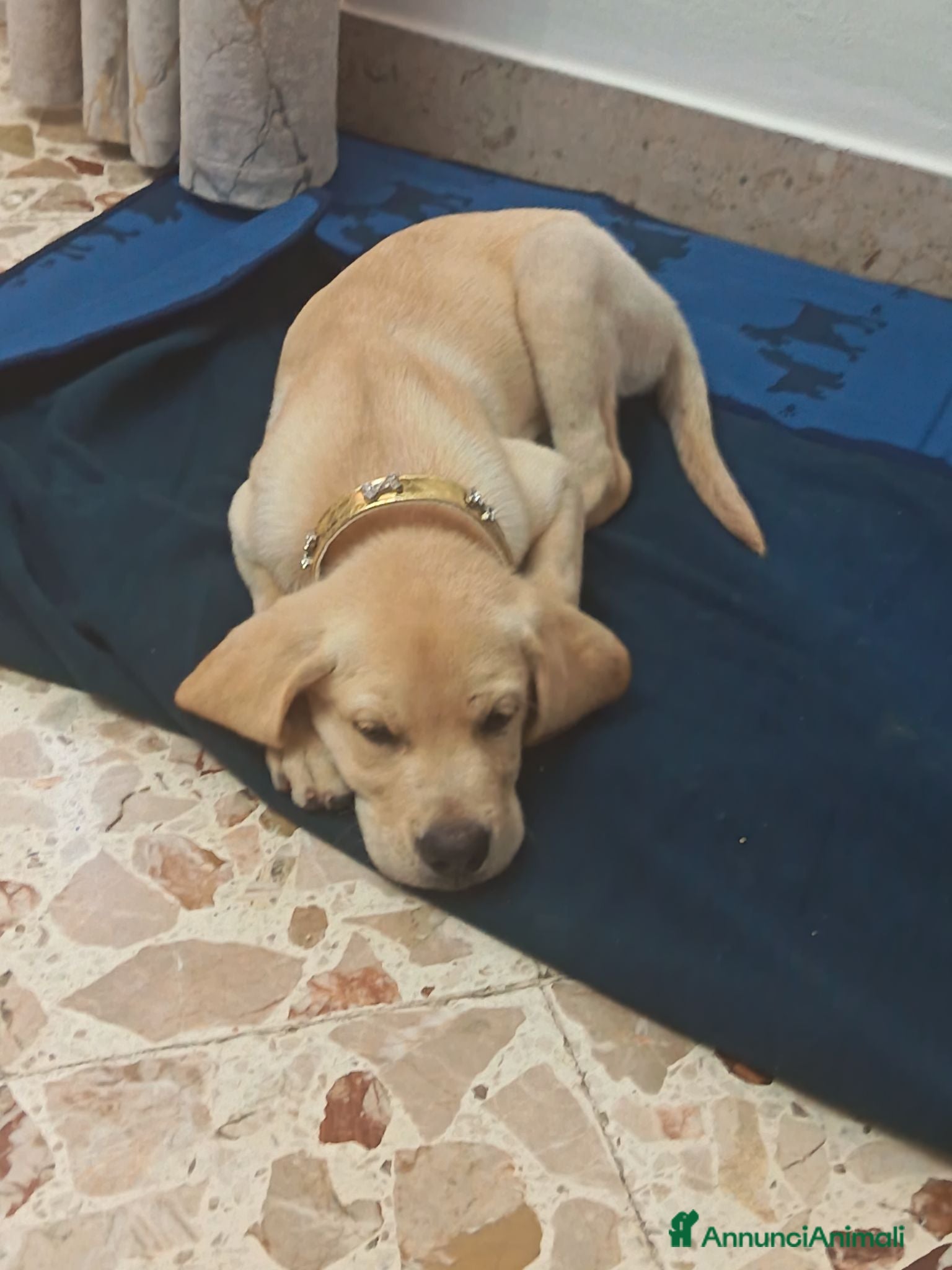 Labrador cani in vendita: Labrador Retriever - Annuncio 2