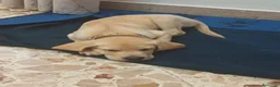Labrador cani in vendita: Labrador Retriever a Città metropolitana di Palermo - Annuncio 1