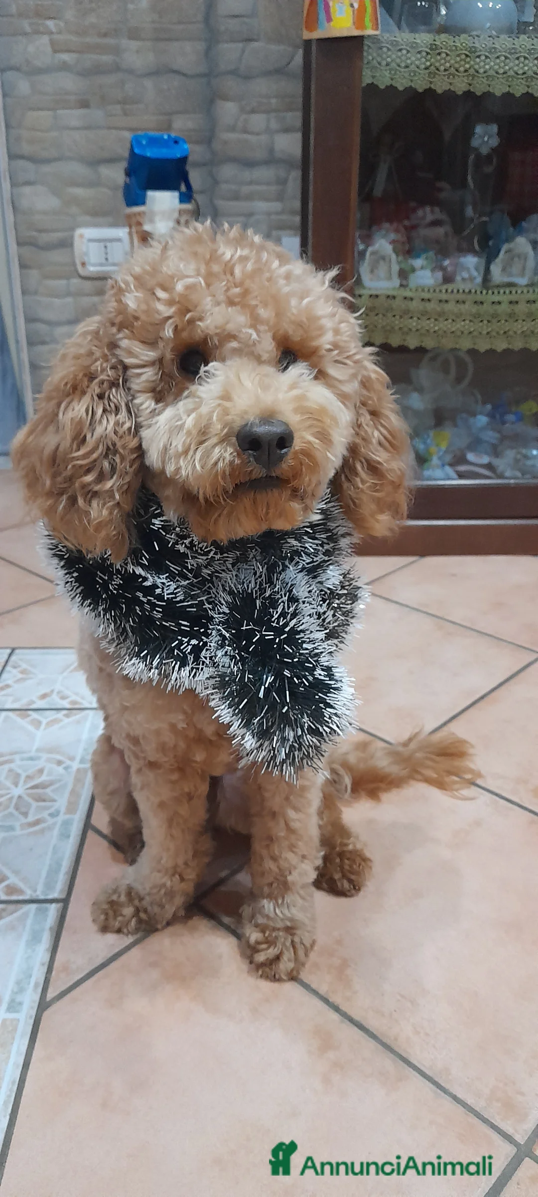 Barboncino Toy cani in vendita: Barboncino toy - Annuncio 2