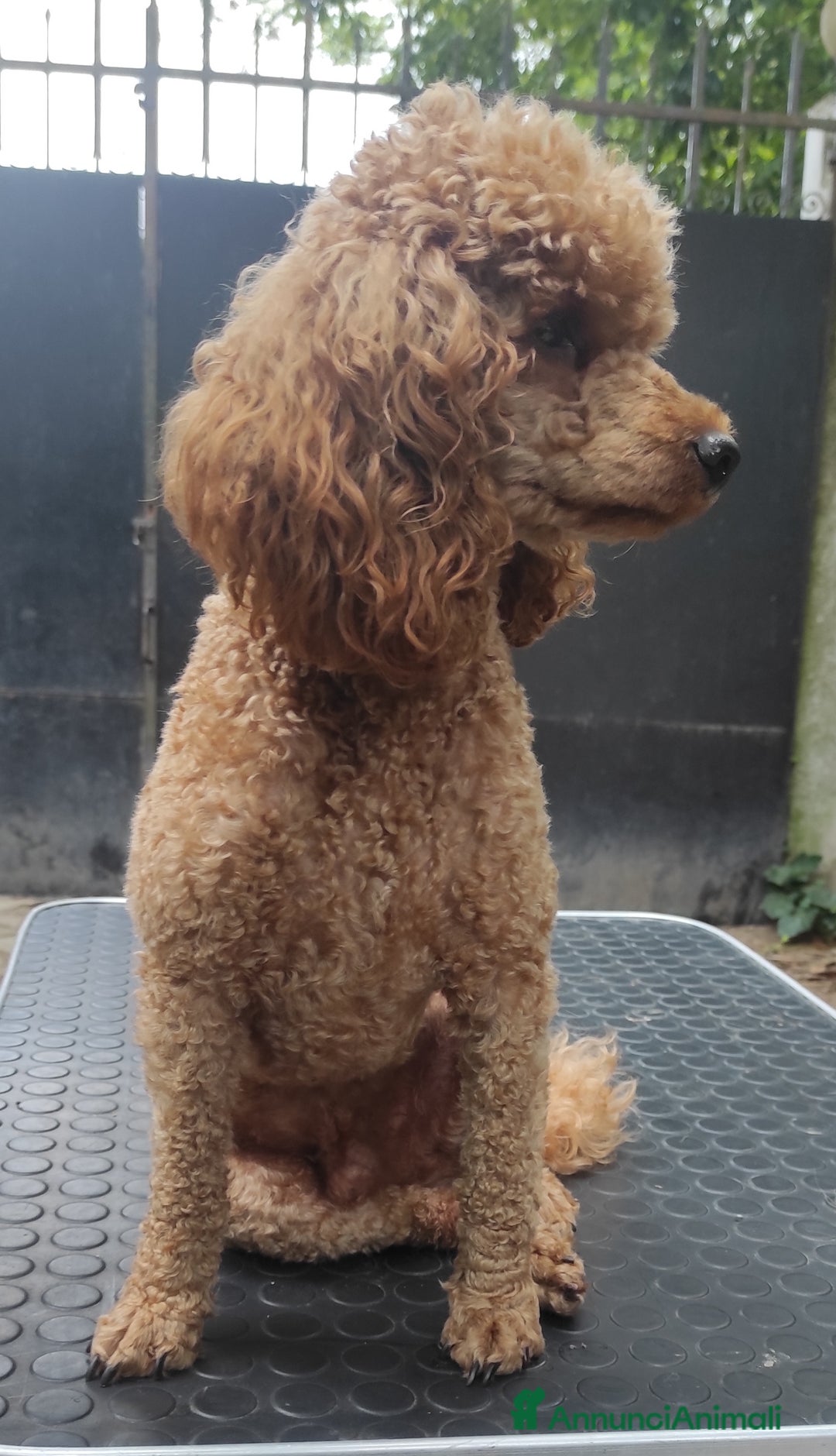 Immagine della galleria {{count}}