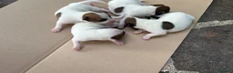 Jack Russell cani in vendita: Cuccioli di Jack Russell a Provincia di Teramo - Annuncio 5