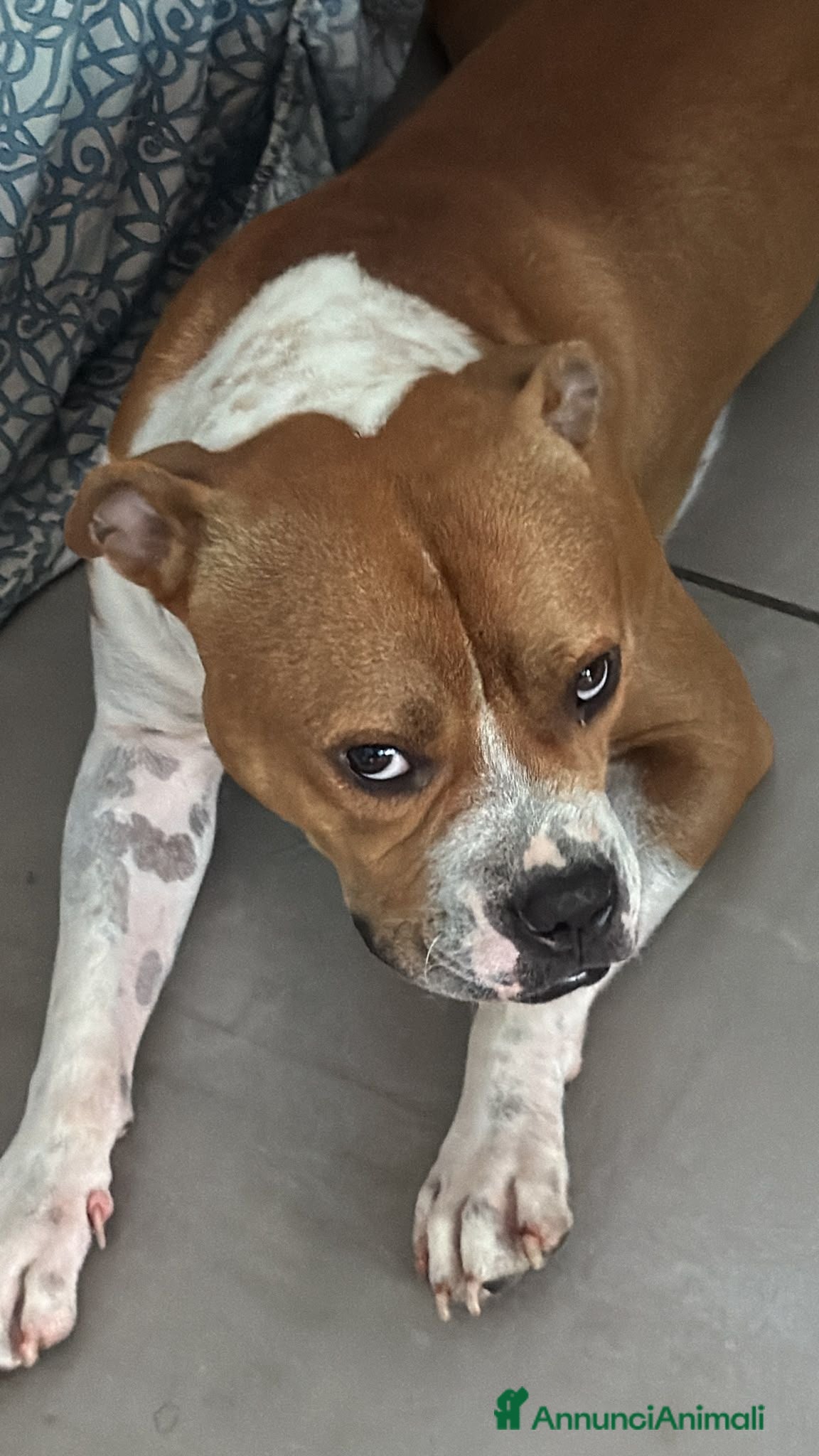 Pitbull cani Adozione del cuore per Eros - Annuncio 5